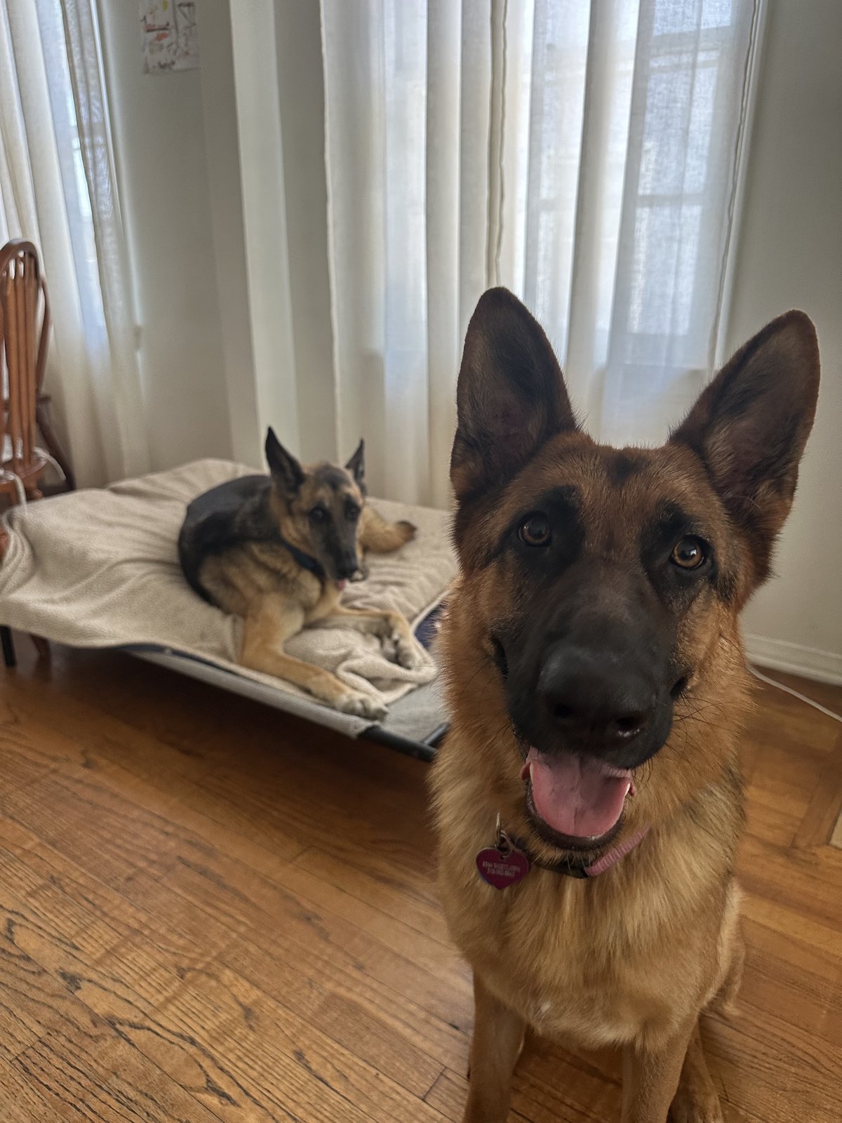 Smiling shepherd in care