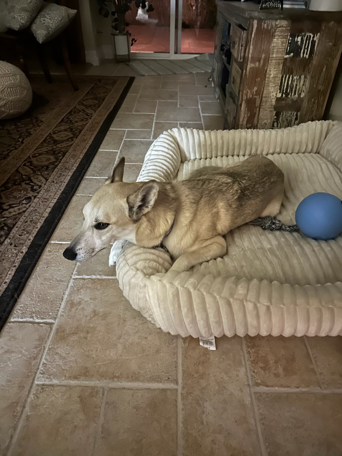 A client dog at rest
