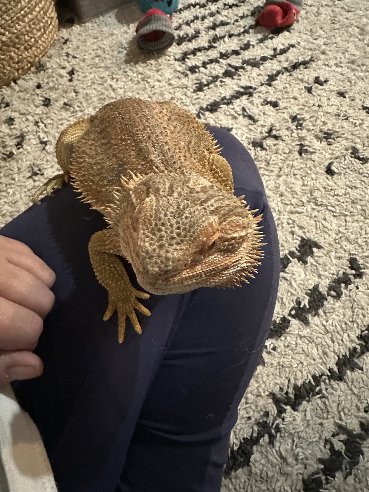 Bearded dragon in care