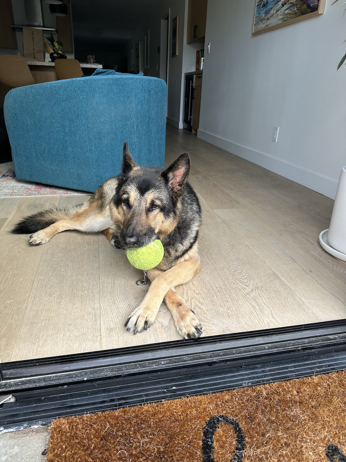 Shepherd with a tennis ball