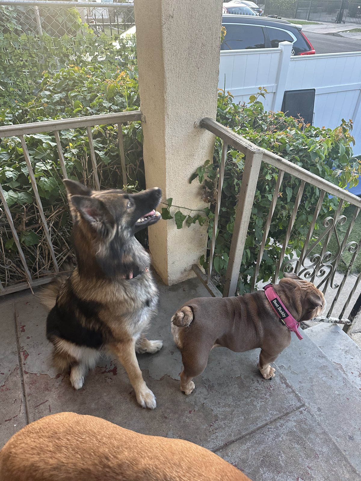 Two dogs on a porch