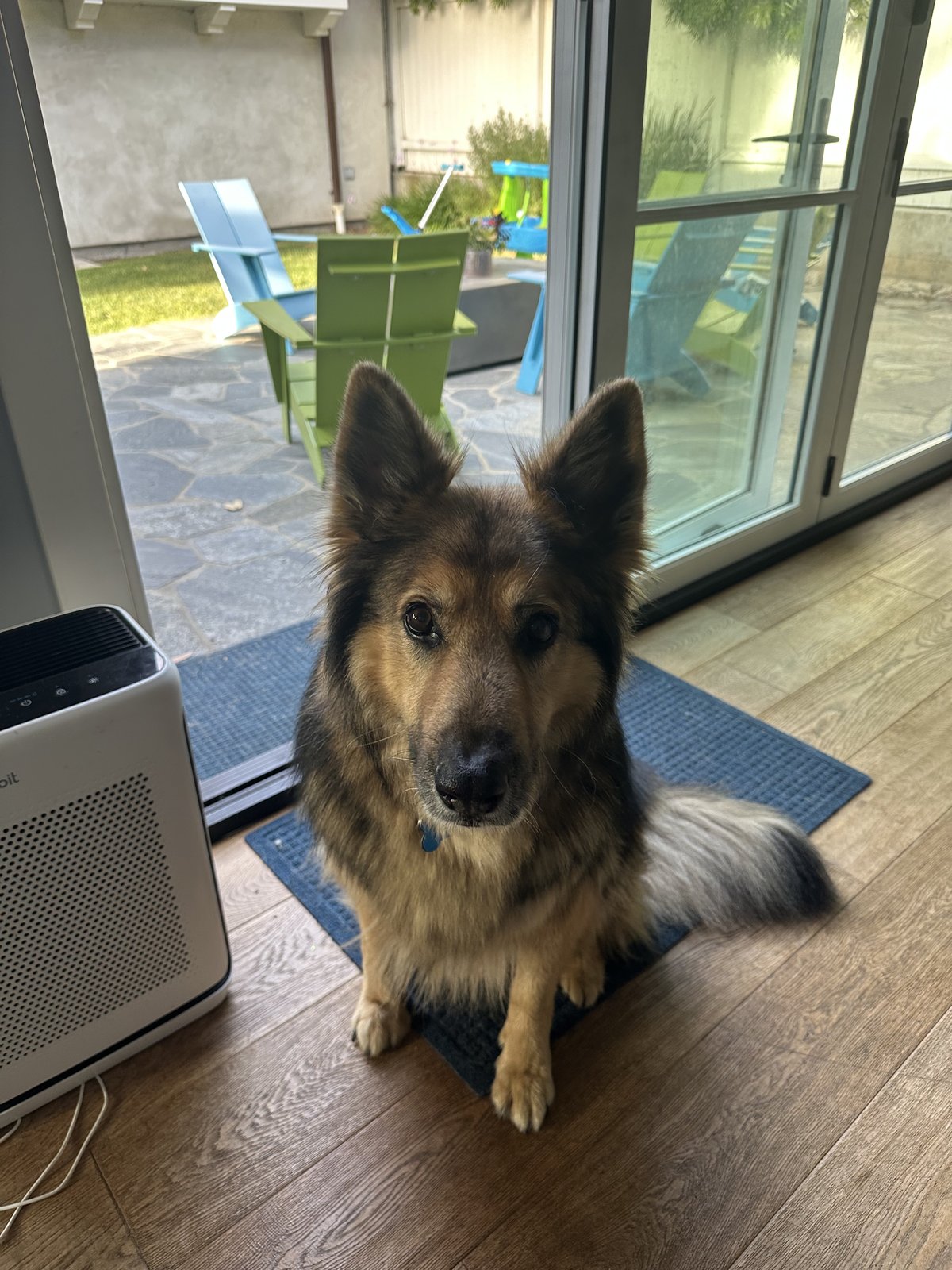 Maya