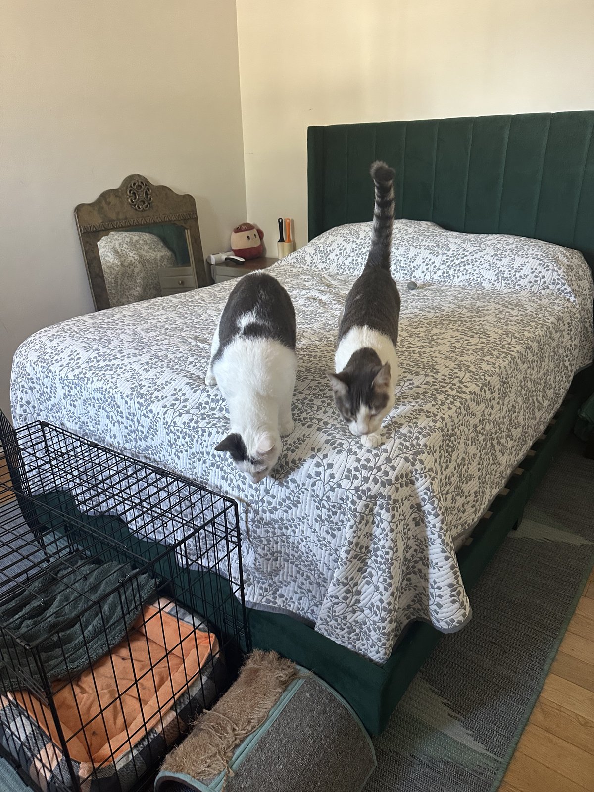 Cats in care